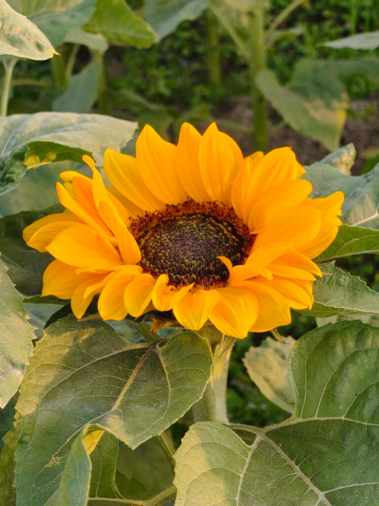 Hey I Will check out the new product please let me